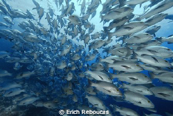 Into the schooling snappers in Shark & Yolanda reefs! Ras... by Erich Reboucas 